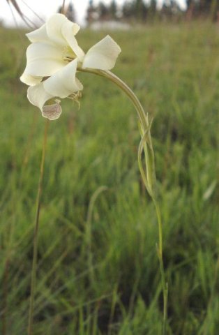 Gladiolus longicollis subsp. platypetalus tepal curling